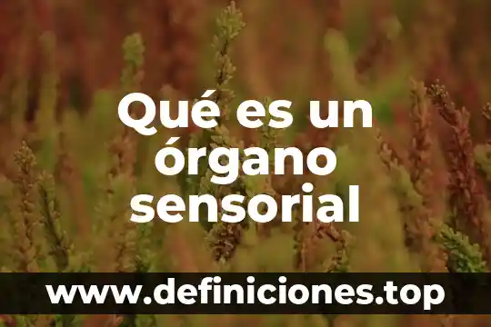 Qué es un órgano sensorial