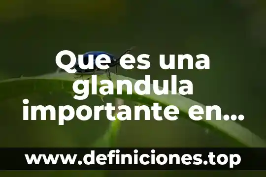 Que es una glandula importante en la regulacion hormonal
