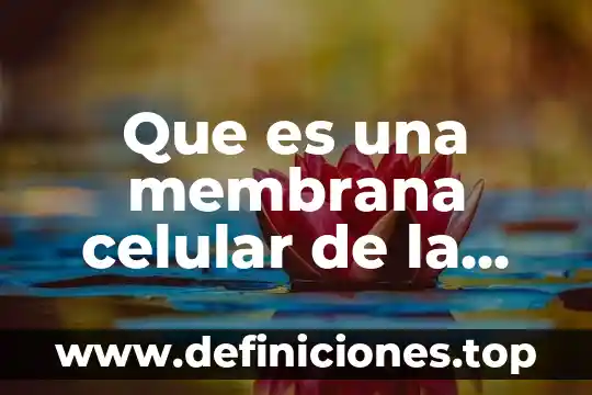 Que es un membrana de sistemas hidraulicos 8 Que es una membrana celular de la célula vegetal