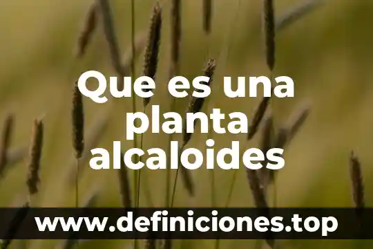 Que es una planta alcaloides