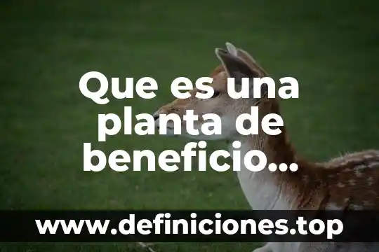 Qué es la evaluación costo beneficio 4 Que es una planta de beneficio animal