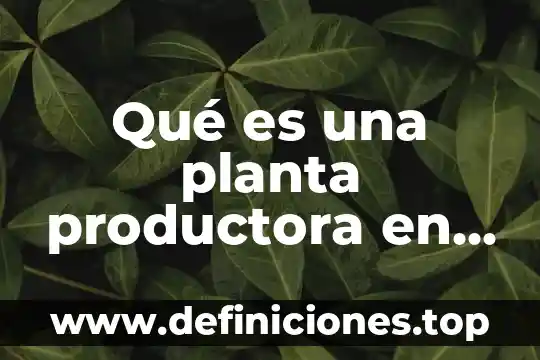 Qué es una planta productora en contabilidad