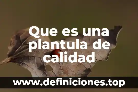 Que es una plantula de calidad