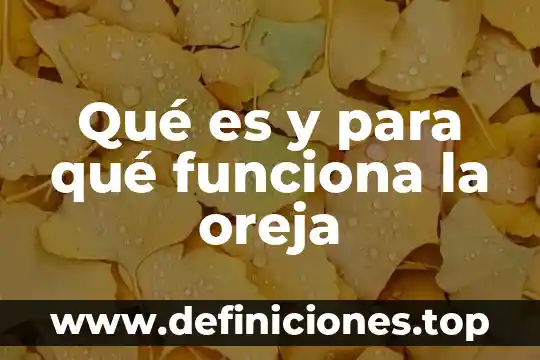 Qué es y cómo funciona OneDrive 3 Qué es y para qué funciona la oreja