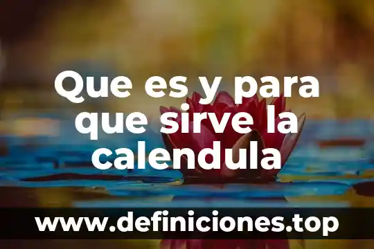 Que es networc y para que sirve 7 Que es y para que sirve la calendula