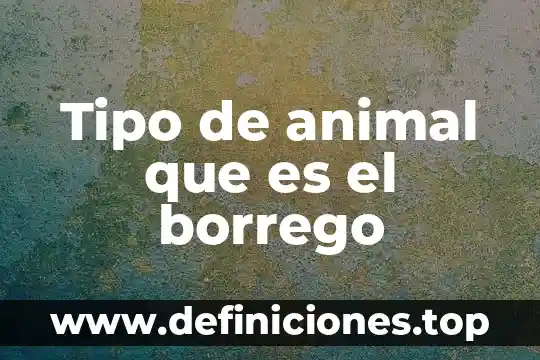 Tipo de animal que es el borrego