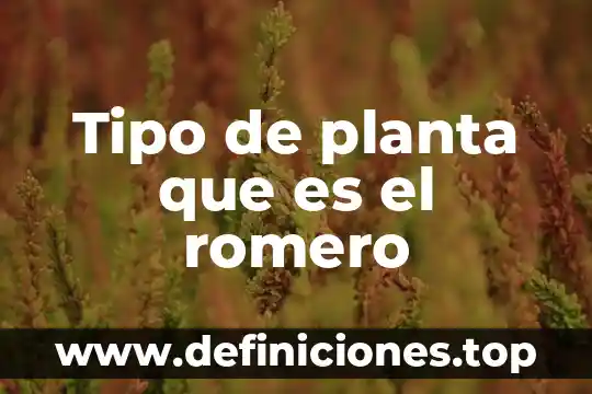 Tipo de planta que es el romero