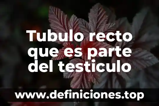 Que es basar y bazar 5 Tubulo recto que es parte del testiculo