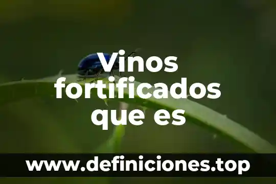 Zapato de piel que es 4 Vinos fortificados que es